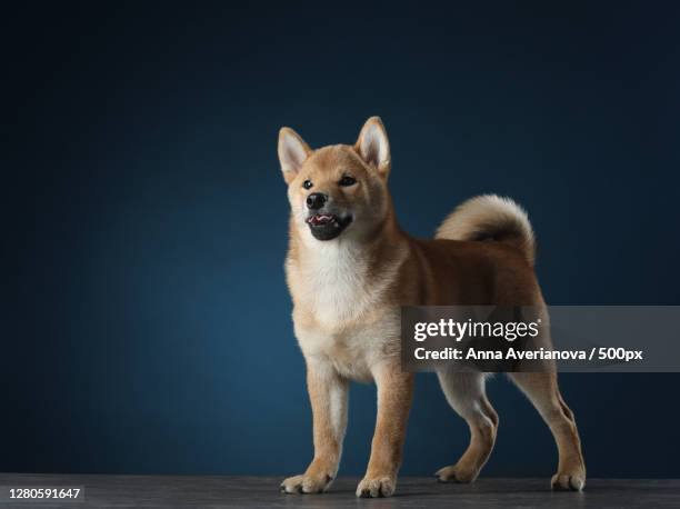 portrait of dog against blue background - shiba inu fotografías e imágenes de stock