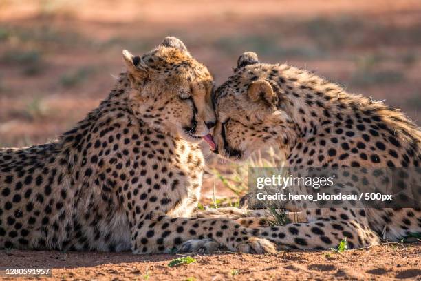 two cheetahs in south africa, omaheke region, namibia - cheetah namibia stock pictures, royalty-free photos & images