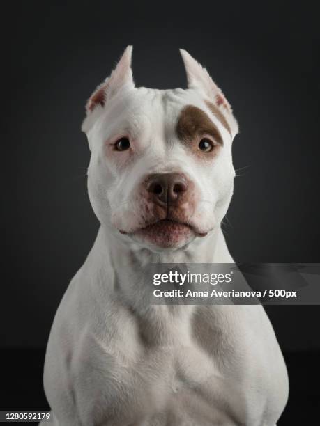 close-up portrait of dog against black background - pit bull stockfoto's en -beelden