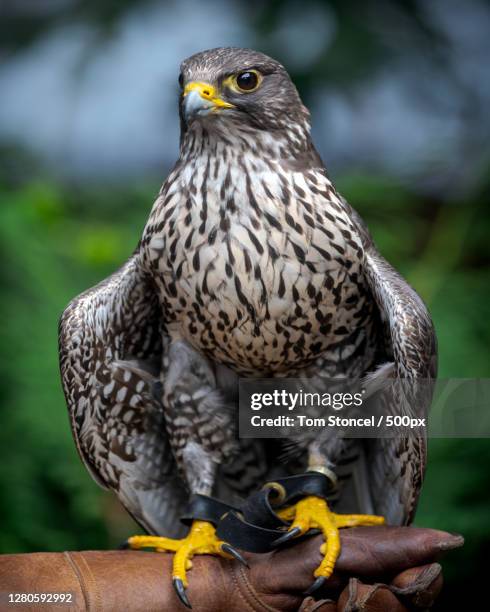 close-up of owl perching on branch, northcowichan, british columbia, canada - saker falcon falco cherrug stock pictures, royalty-free photos & images