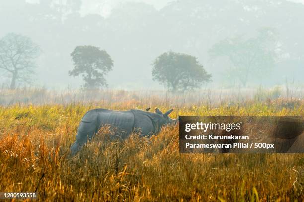 scenic view of field against sky, kaziranga national park, india - kaziranga national park foto e immagini stock