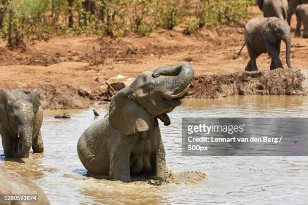 view of elephants in lake, punda maria camp rd, kruger national park, south africa - kruger national park stockfoto's en -beelden