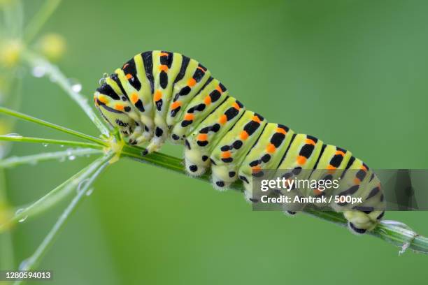 close-up of butterfly on leaf - pop stockfoto's en -beelden