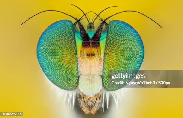 close-up of insect - ojo compuesto fotografías e imágenes de stock