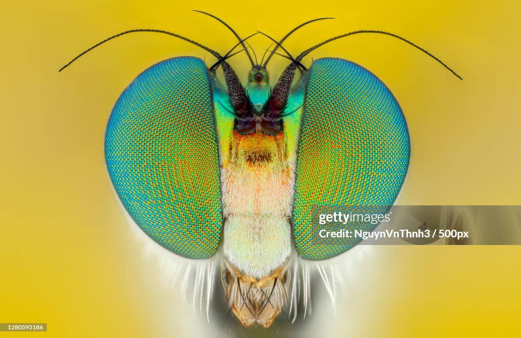 Close-up of insect