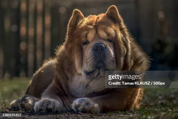 close-up of dog relaxing on field - chow stock-fotos und bilder