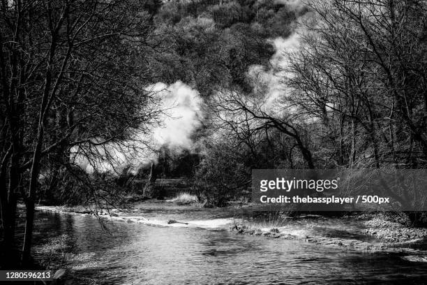 scenic view of river amidst trees in forest - arbre noir et blanc stock pictures, royalty-free photos & images