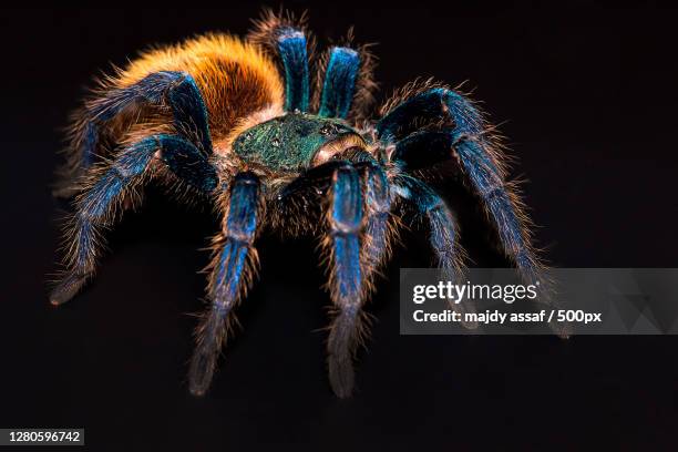 close-up of spider on black background - black hairy spider photos et images de collection