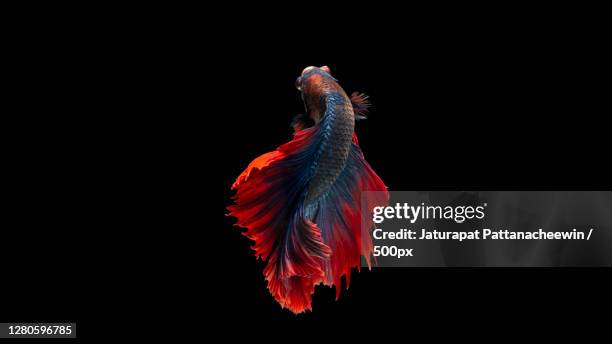 close-up of siamese fighting fish against black background, thailand - kampffische stock-fotos und bilder