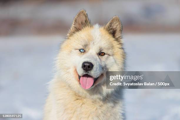 crossbreed husky and caucasian shepherd dog - akita inu stock pictures, royalty-free photos & images