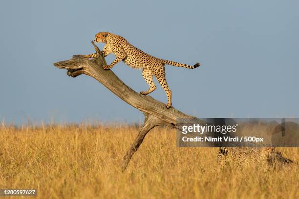 young cheetah on tree trunk,maasai mara national reserve,kenya - masai mara national reserve stock-fotos und bilder