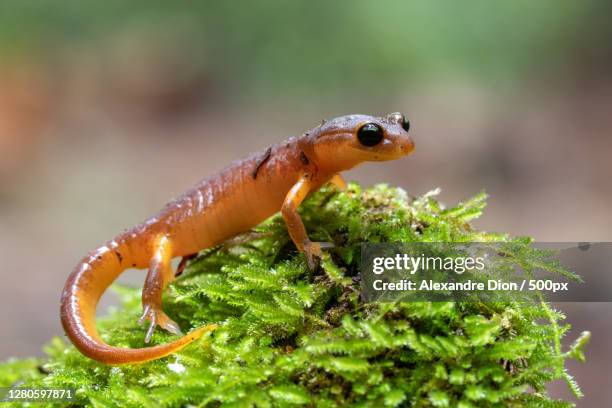 close-up of frog on plant, santa cruz county, california, united states - newt stock pictures, royalty-free photos & images