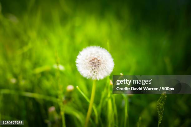 close-up of dandelion flower on field, manchester, united kingdom - manchester united vs manchester city stock pictures, royalty-free photos & images