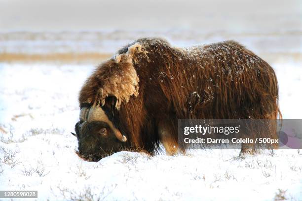 side view of bear standing on field during winter - musk ox stock pictures, royalty-free photos & images