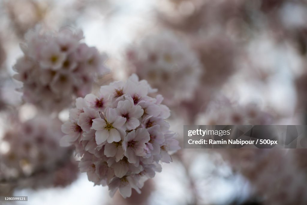 Close-up of pink cherry blossom, NW Talkingstick Way, United States
