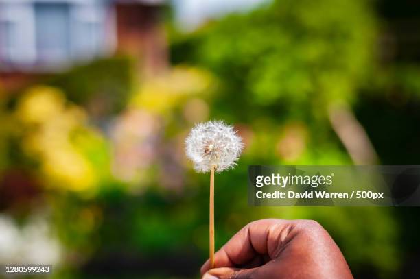close-up of hand holding dandelion, manchester, united kingdom - manchester united vs manchester city stock pictures, royalty-free photos & images