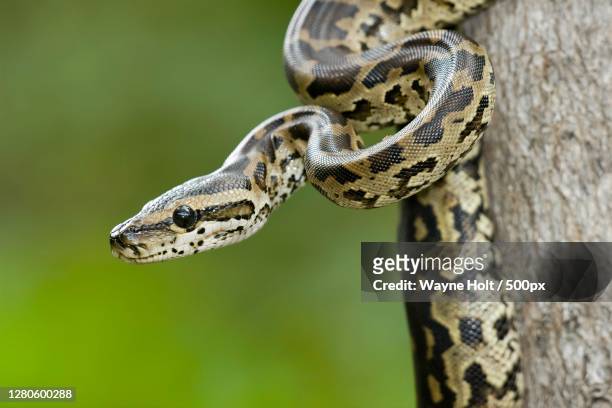 close-up of snake on tree, koedoespoort, south africa - burmese python fotografías e imágenes de stock