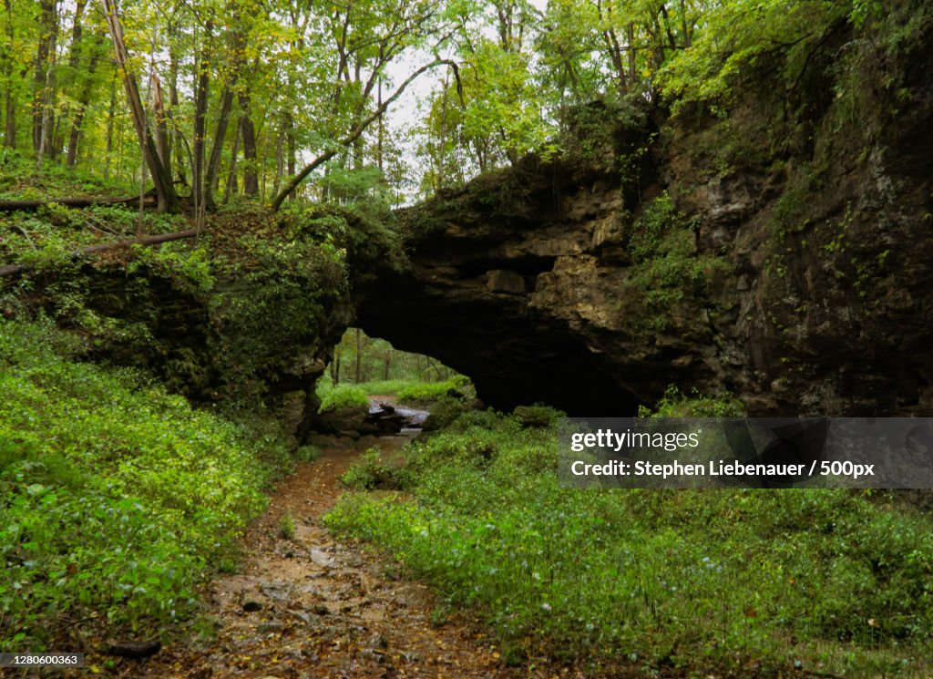Trees growing in forest, Maquoketa Caves State Park, United States