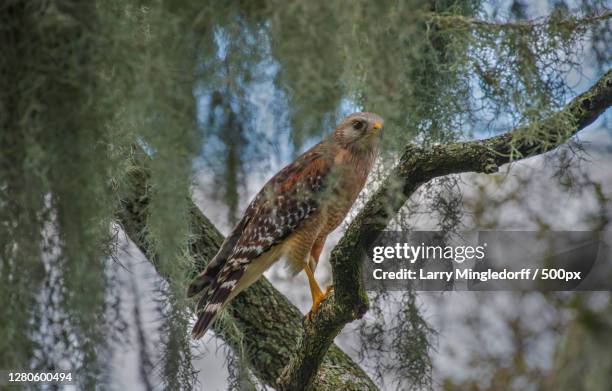 close-up of bird perching on tree, palm coast, florida, united states - palm coast, fla stock pictures, royalty-free photos & images