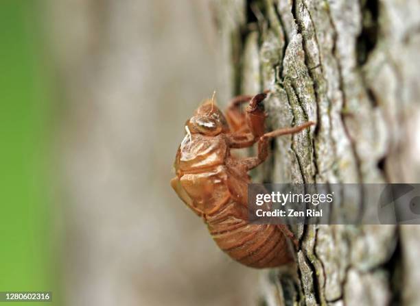 an exoskeleton of a cicada left attached to a tree bark against blurry background - animal exoskeleton stock pictures, royalty-free photos & images