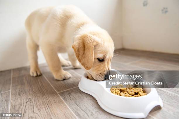 labrador retriever puppy standing and eating from his dog bowl - labrador puppy stock pictures, royalty-free photos & images