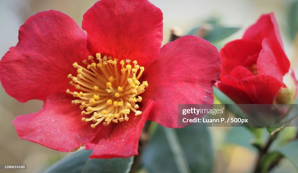 Close-up of red rose flower,Portland,Oregon,United States,USA