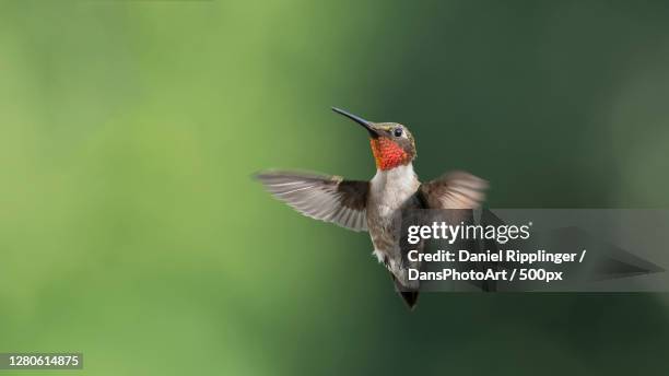 close-up of bird flying outdoors,high ridge,missouri,united states,usa - hummingbird stock pictures, royalty-free photos & images