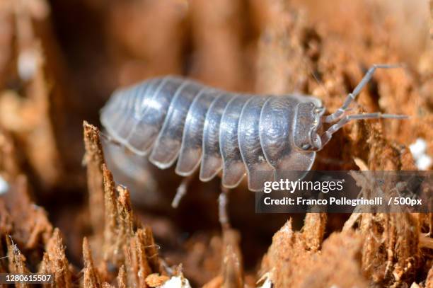 close-up of insect on plant - potato bug fotografías e imágenes de stock