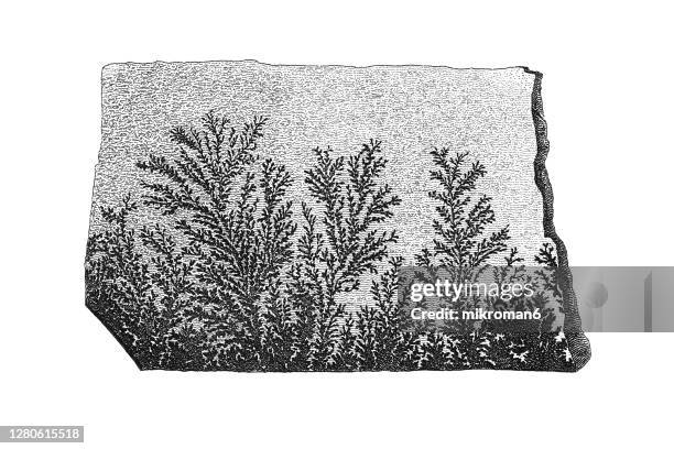 antique illustration of mineralogy, crystal dendrite - fern fossil stock pictures, royalty-free photos & images