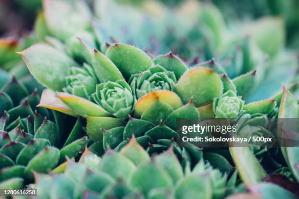 full frame shot of succulent plant - houseleek stock pictures, royalty-free photos & images