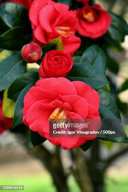 close-up of red rose,tolosa,spain - camellia stock-fotos und bilder