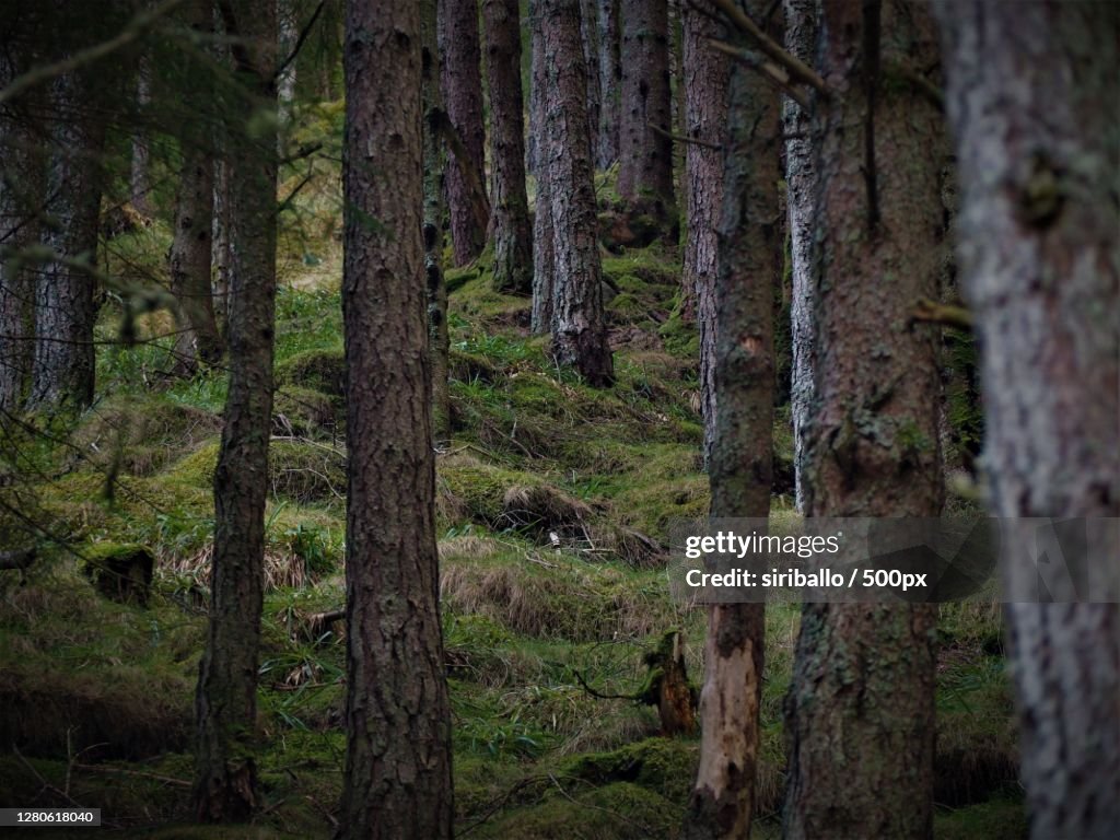 Trees growing in forest,Ulstein,Norway