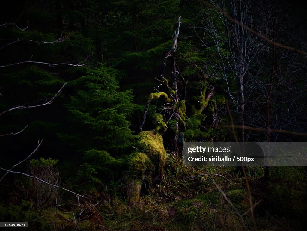Trees in forest at night,Ulstein,Norway