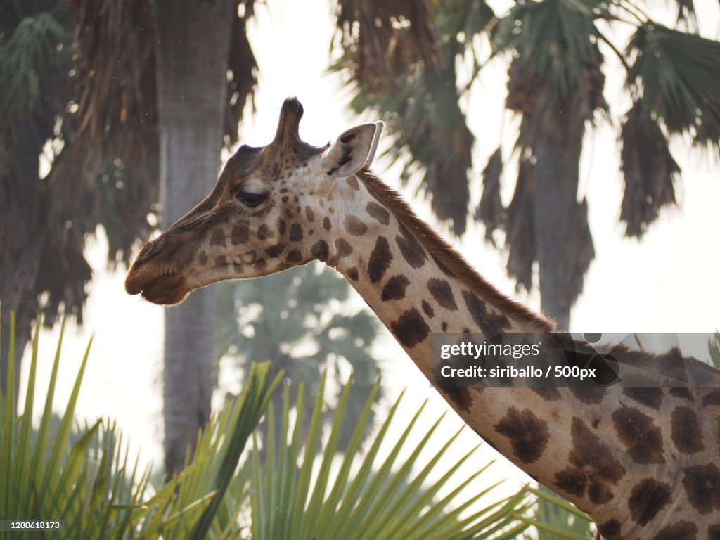 Close-up of giraffe against trees,Murchison Falls National Park,Uganda