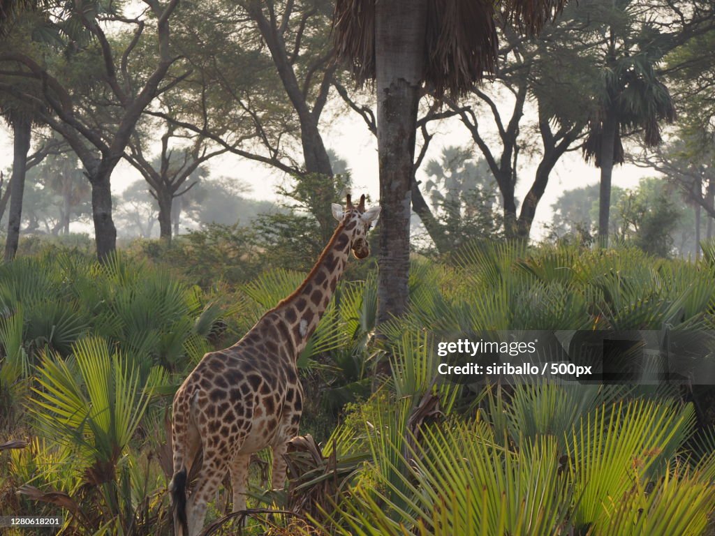 Low angle view of giraffe standing on field,Murchison Falls National Park,Uganda
