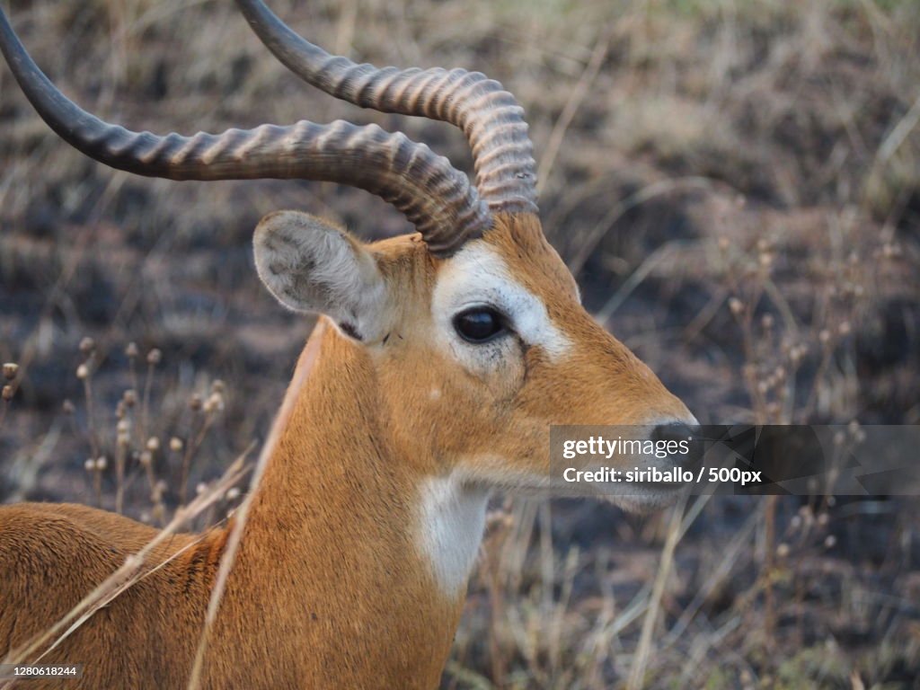 Close-up of deer on field,Murchison Falls National Park,Uganda