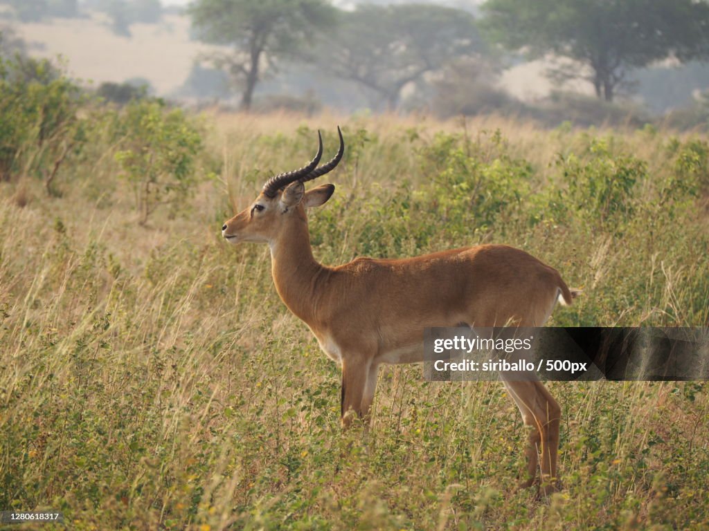 Side view of deer standing on grassy field,Murchison Falls National Park,Uganda