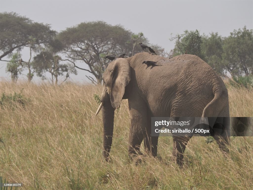 Side view of elephant standing on grassy field,Murchison Falls National Park,Uganda