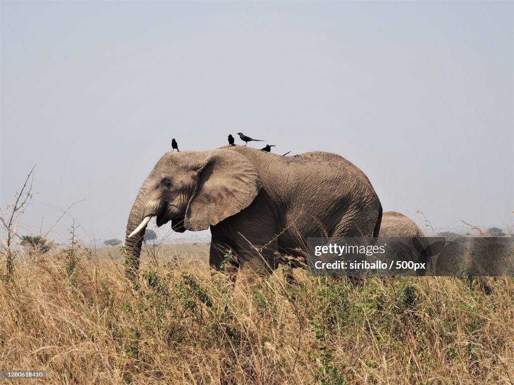 Side shot of a elephant calf,Murchison Falls National Park,Uganda