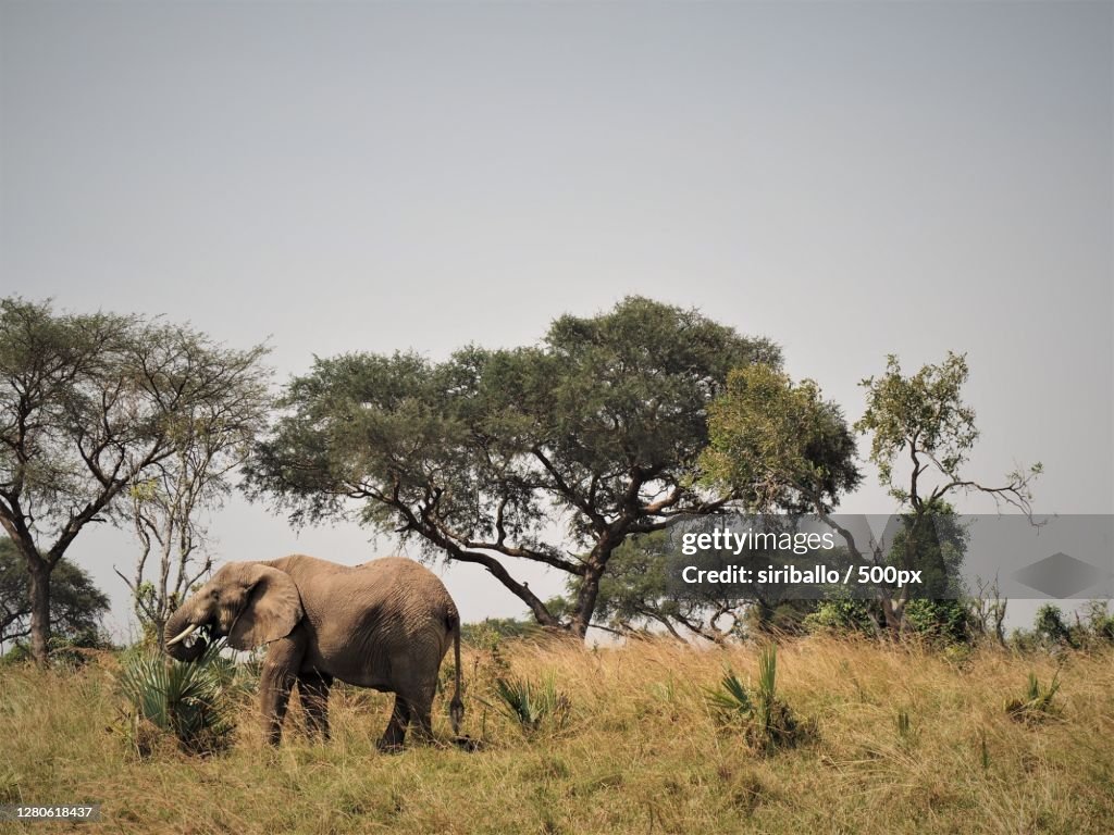 A elephant grazing in the plains of Africa,Murchison Falls National Park,Uganda