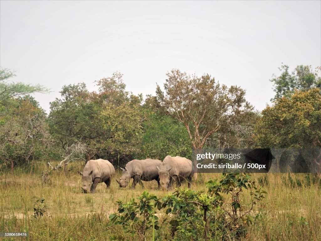 Side view of elephant standing on grassy field against clear sky,Murchison Falls National Park,Uganda