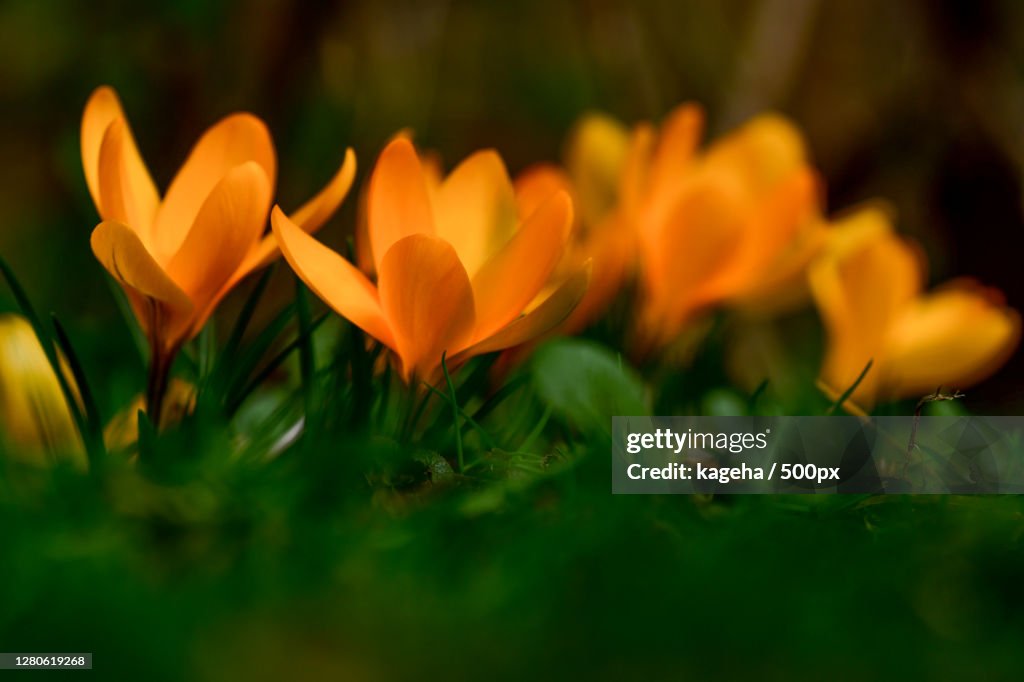 Yellow Fall Crocus Closeup Of Yellow Crocus Flowers On Field High-Res Stock Photo - Getty ...