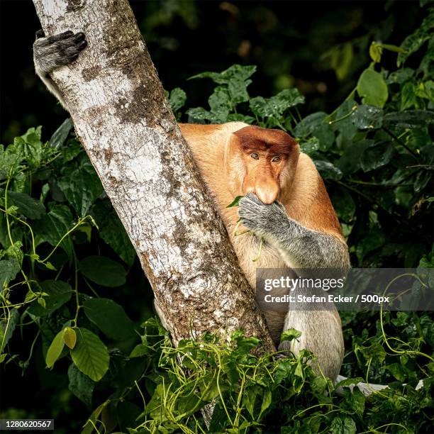 young lion, kota kinabalu, sabah, malaysia - proboscis stock pictures, royalty-free photos & images