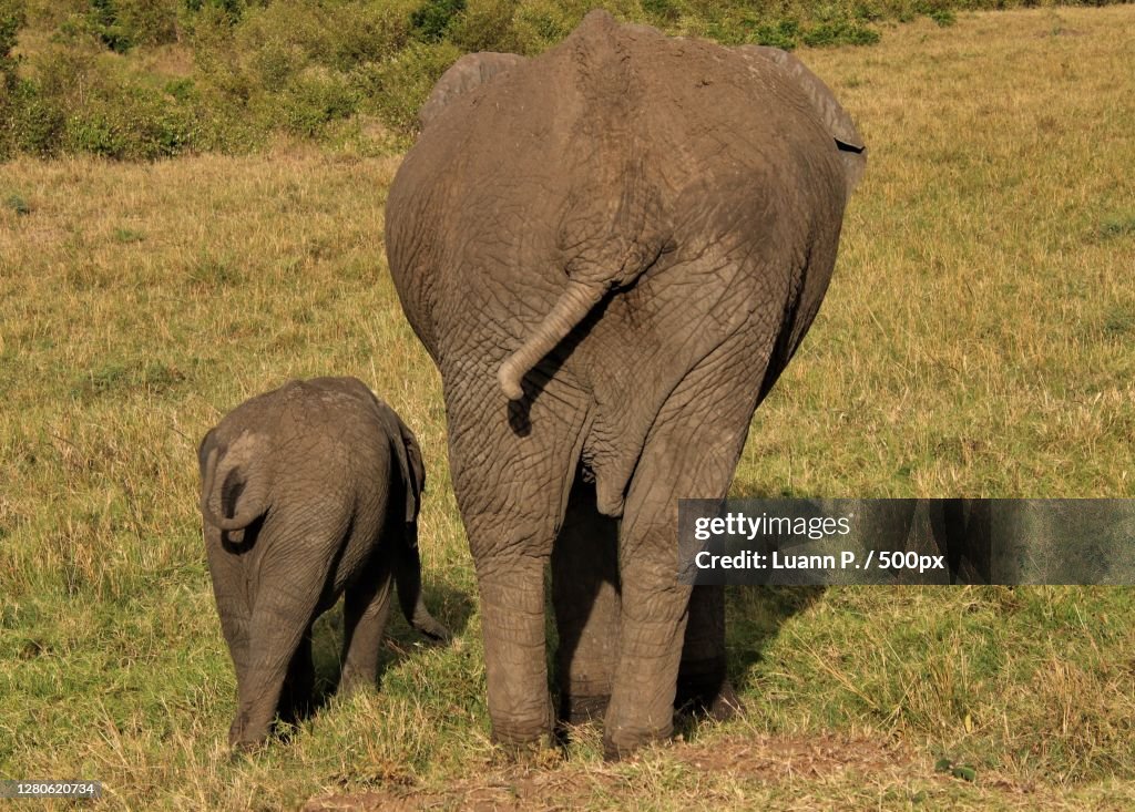 Two baby elephants bonding,Sekenani,Kenya