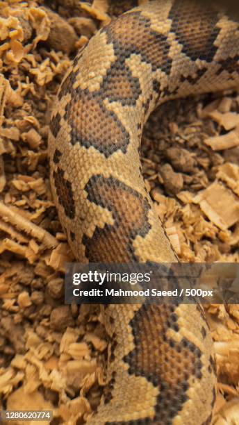 623 Burmese Python Snake Stock Photos, High-Res Pictures, and Images ...