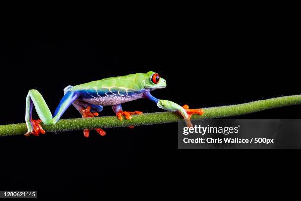 Minstead Animals Minstead Photos and Premium High Res Pictures - Getty Images