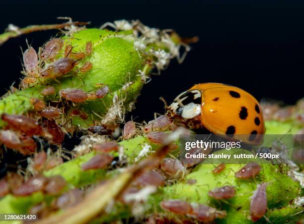 close-up of ladybug on wet plant,new zealand - ladybug aphid stock pictures, royalty-free photos & images