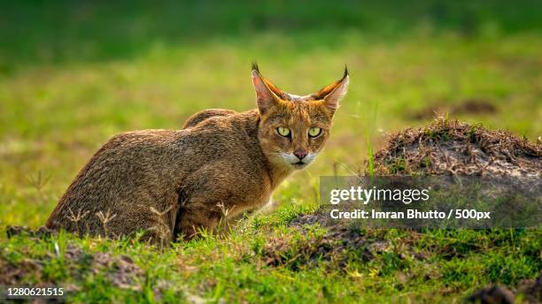 portrait of cat sitting on field,phool nagar,pakistan - jungle cat stock pictures, royalty-free photos & images