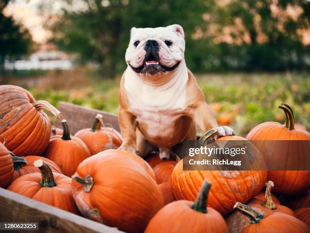 english bulldog in a pumpkin wagon - pumpkin patch stock pictures, royalty-free photos & images