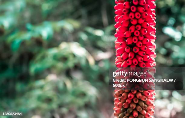 close-up of red flowering plant - konjac 個照片及圖片檔